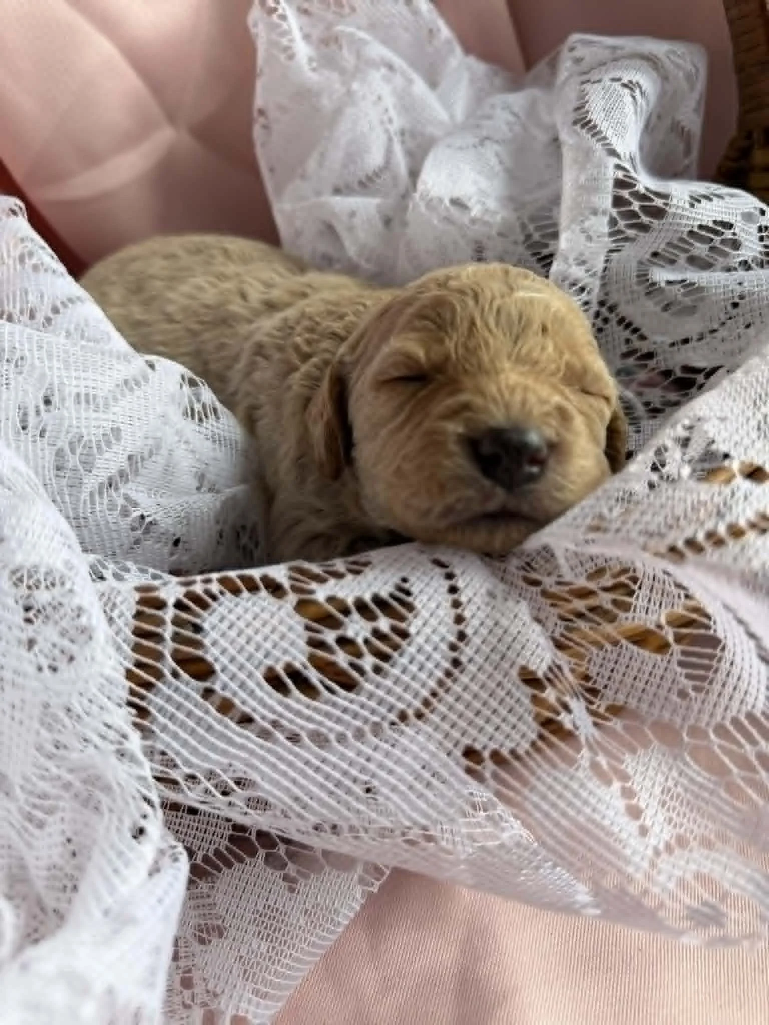 MYSTIC/FEMALE/$2,600