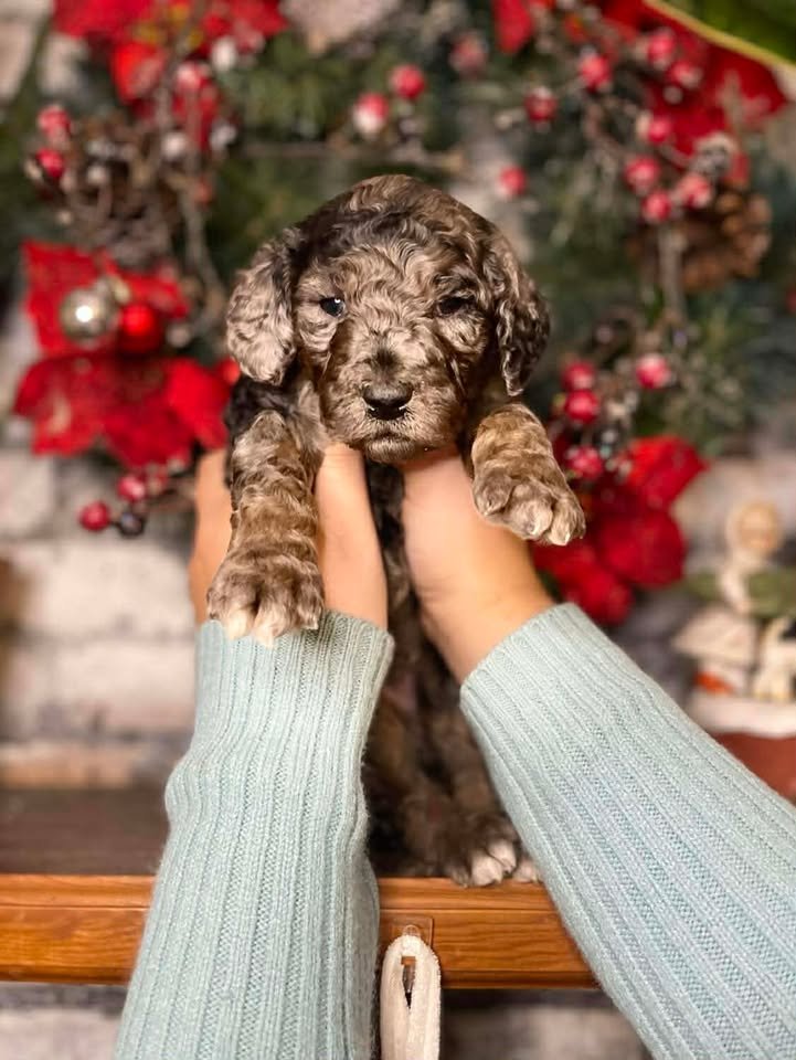 Dasher~Tri-merle~ON HOLD~$2,200