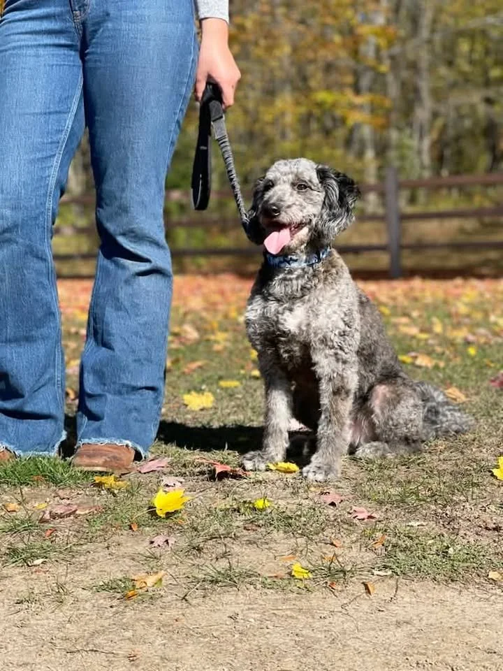 A person in jeans is holding a black leash attached to a smiling, gray curly-haired dog sitting outdoors on a trail with fallen leaves and trees in the background.