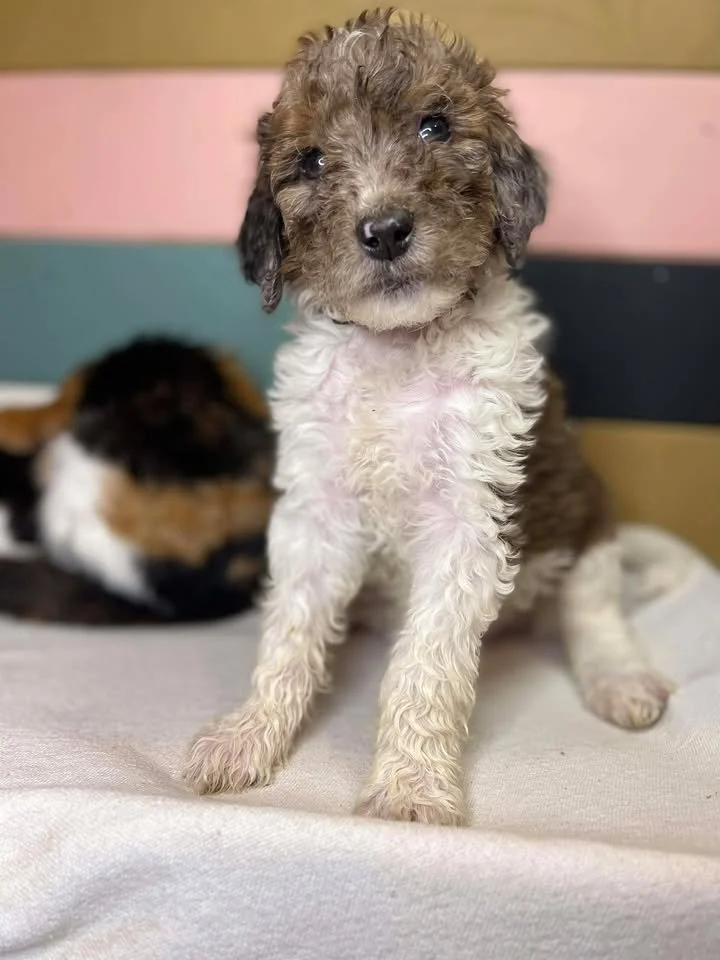 Clarice~Female~SOLD~$1,800