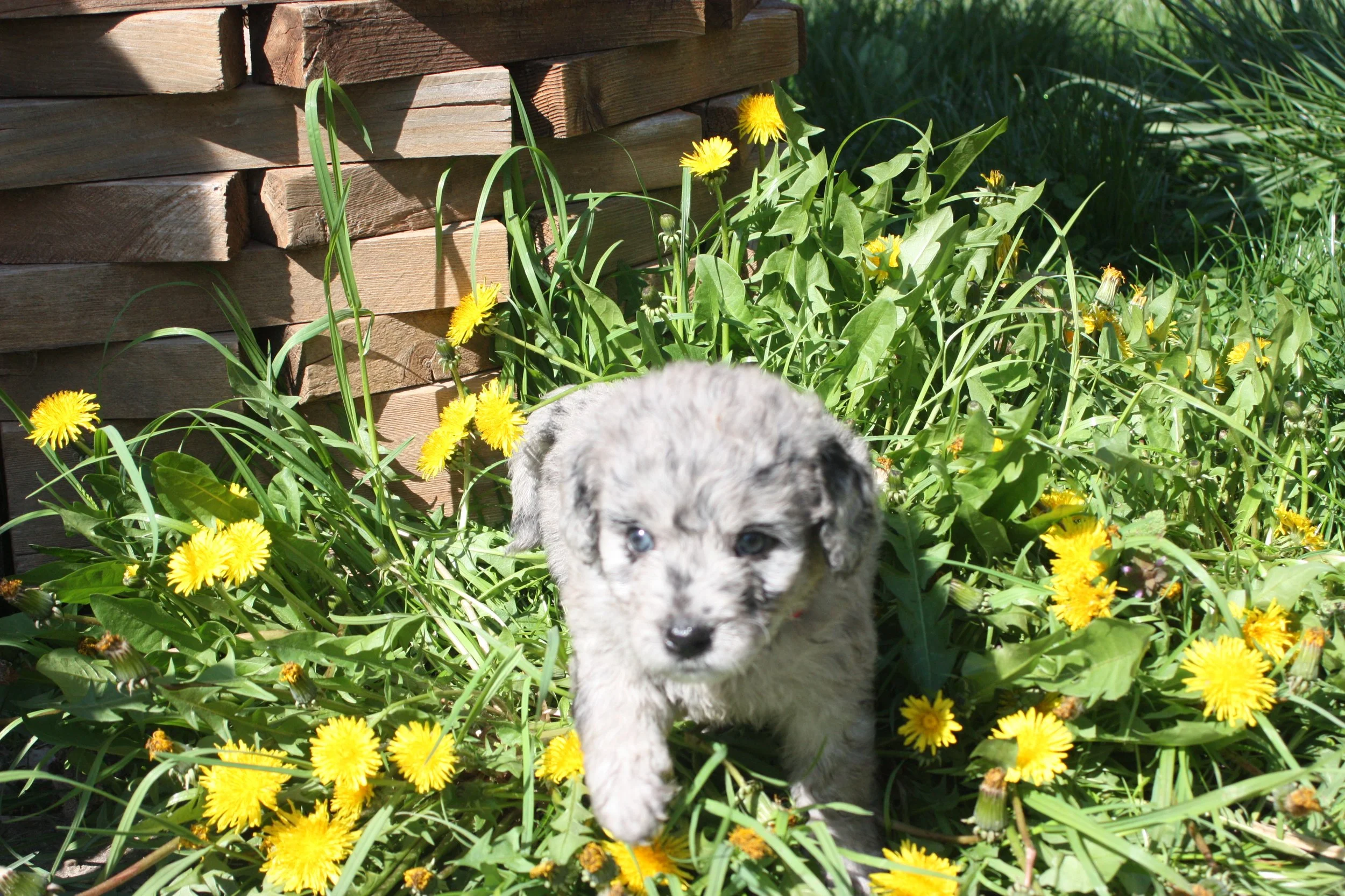 ZING/FEMALE/$2,400/Available