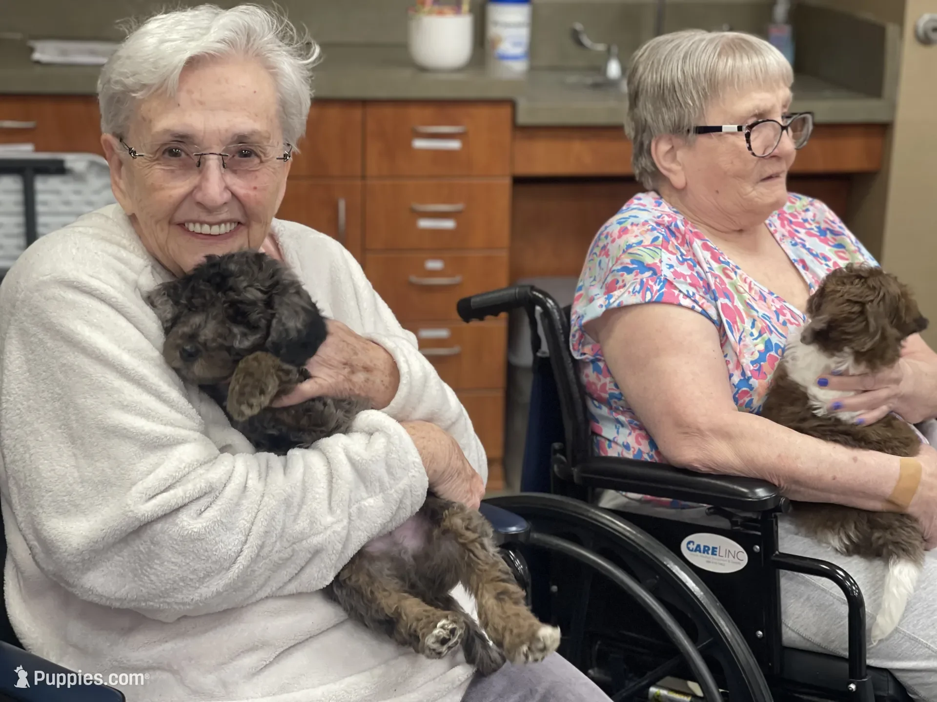 Dasher~Tri-merle~ON HOLD~$2,200