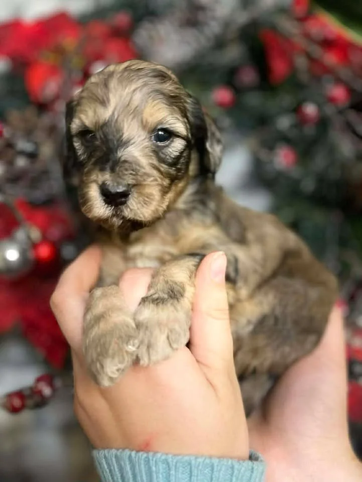 Cowboy~Sable~Sold~$1,985