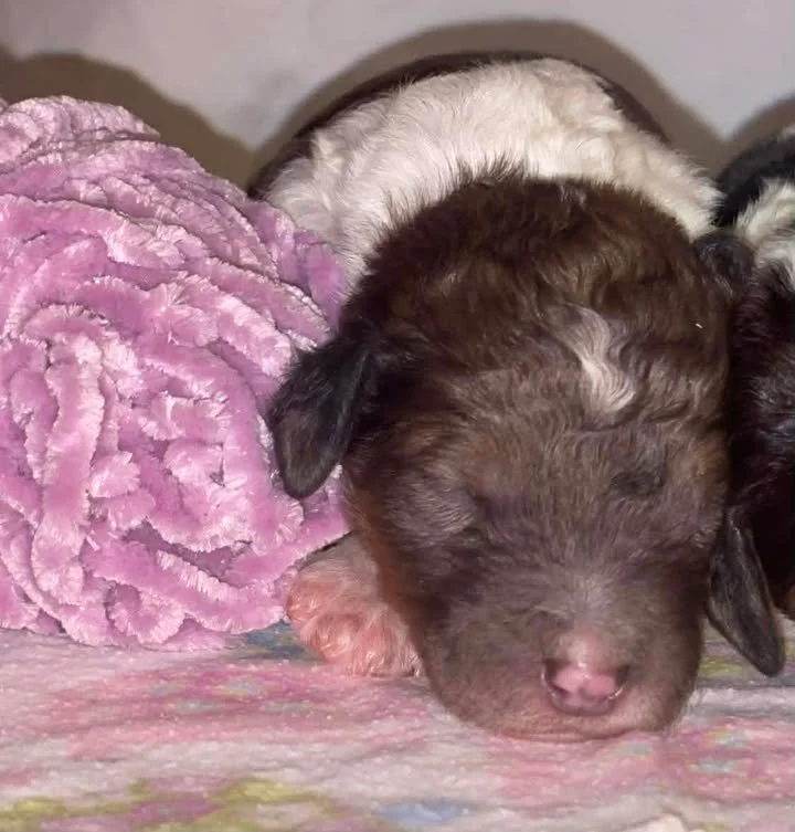 Clarice~Female~SOLD~$1,800