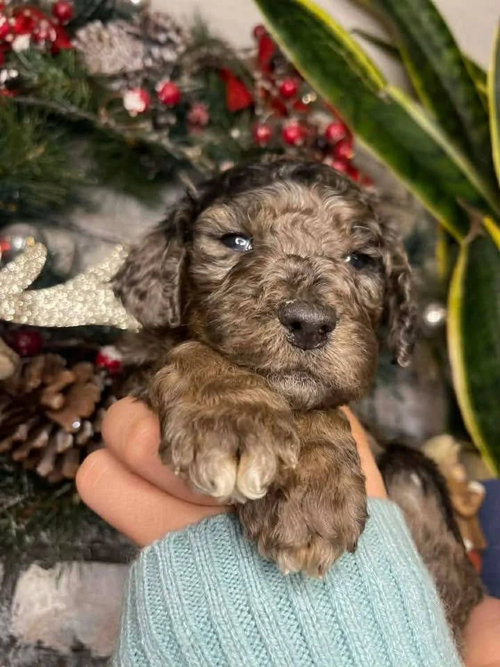 Dasher~Tri-merle~ON HOLD~$2,200