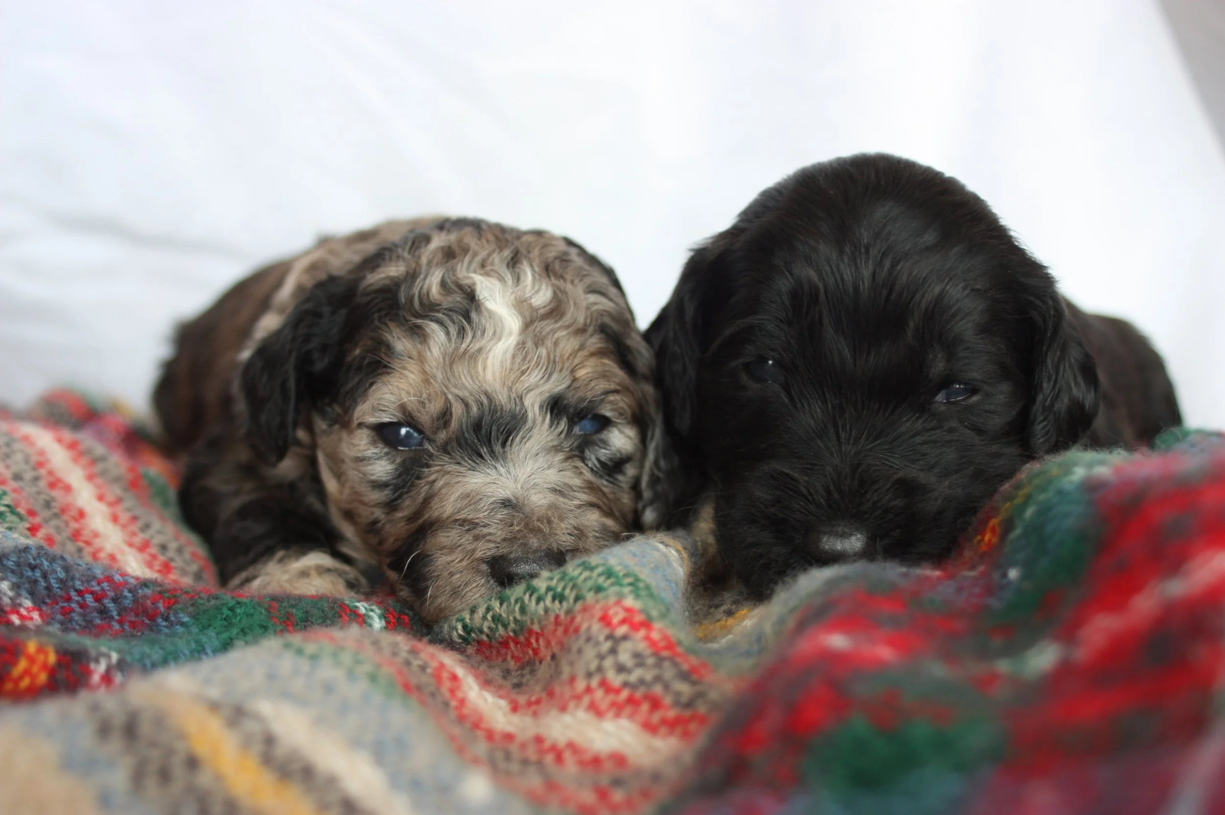 Humble~Male~Reserved~$1,800