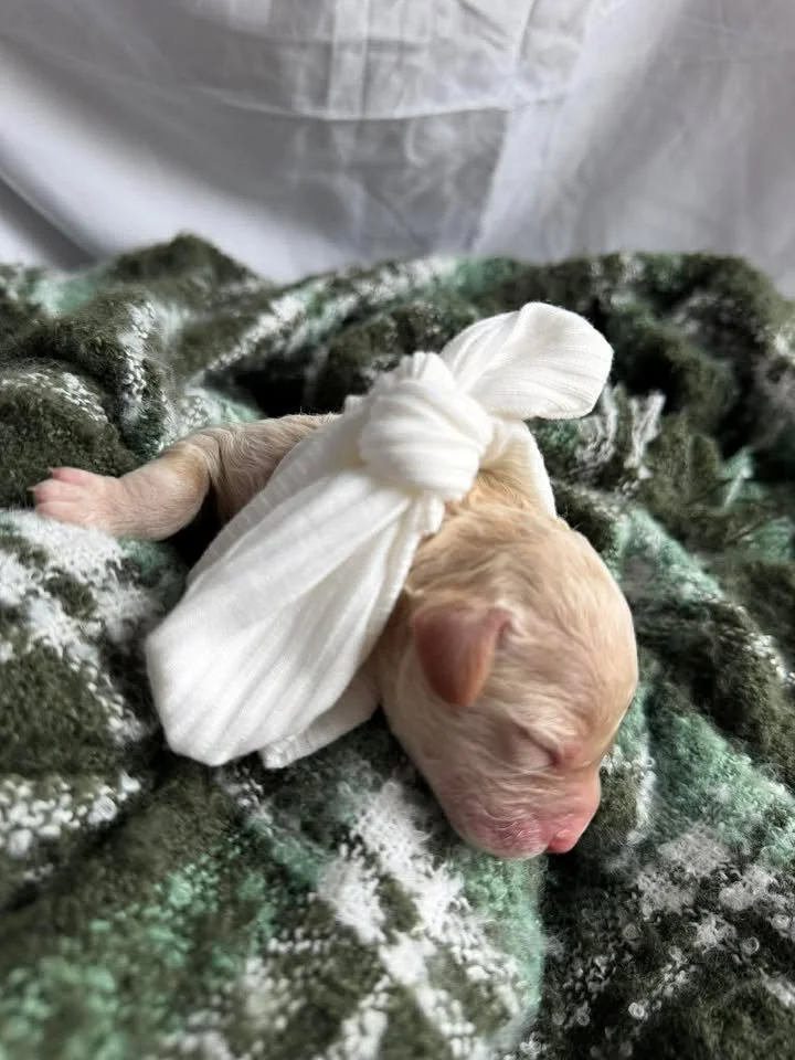 MYSTIC/FEMALE/$2,600