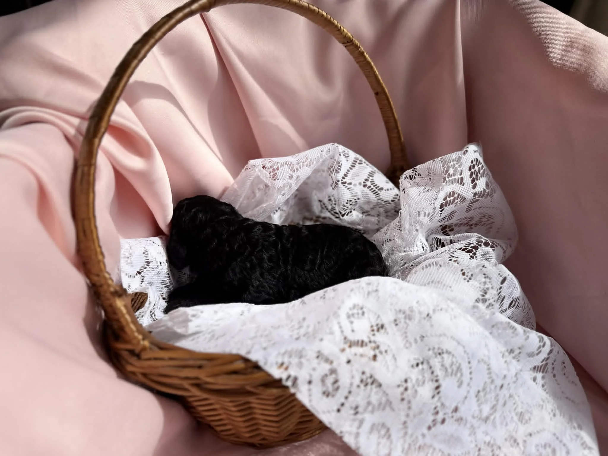 JAZZ/FEMALE/$1,800/Available