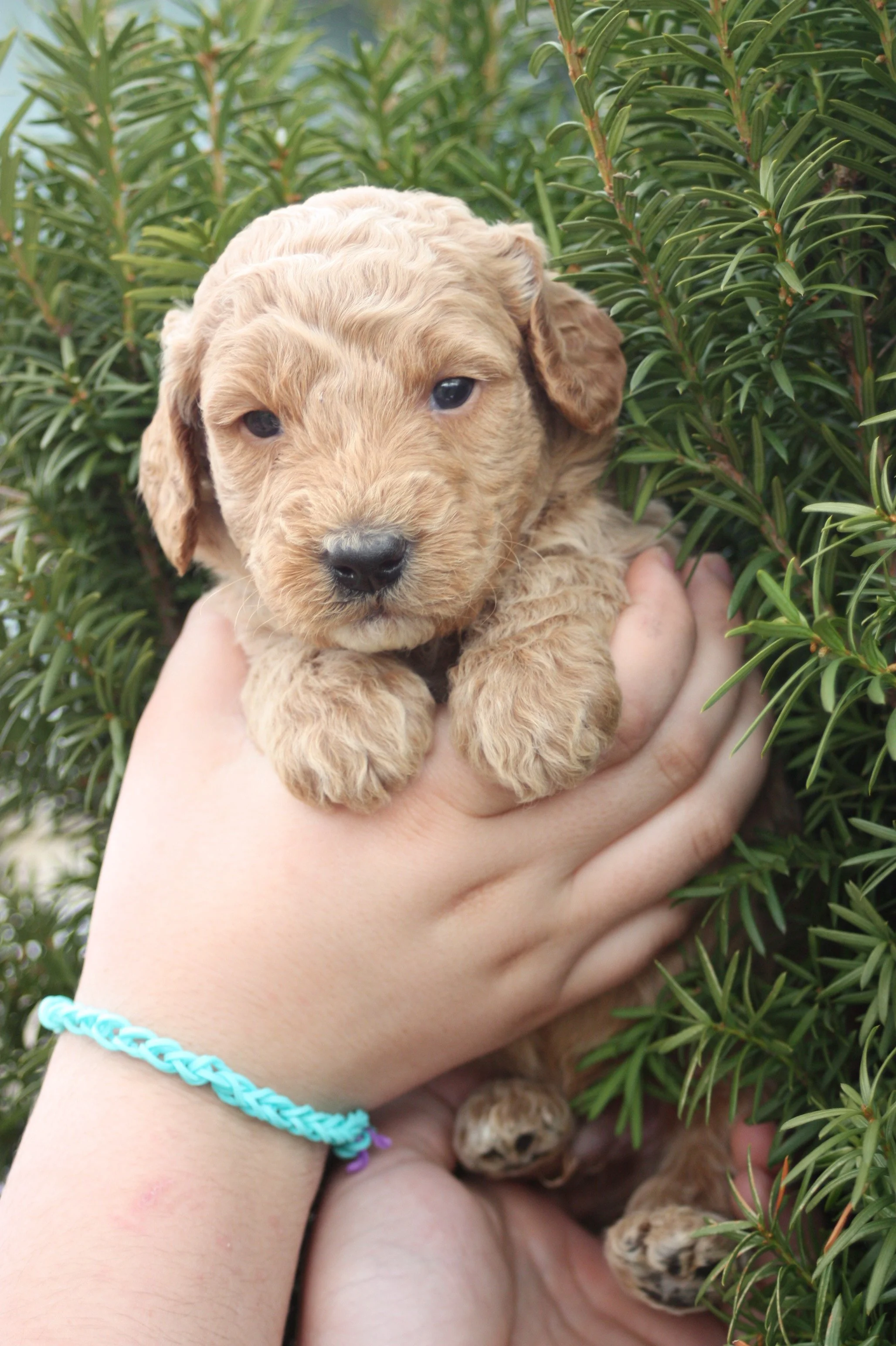 WALTZ/MALE/$2,200/RESERVED