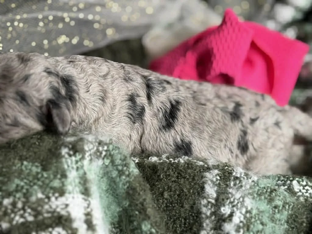 ZING/FEMALE/$2,400/Available