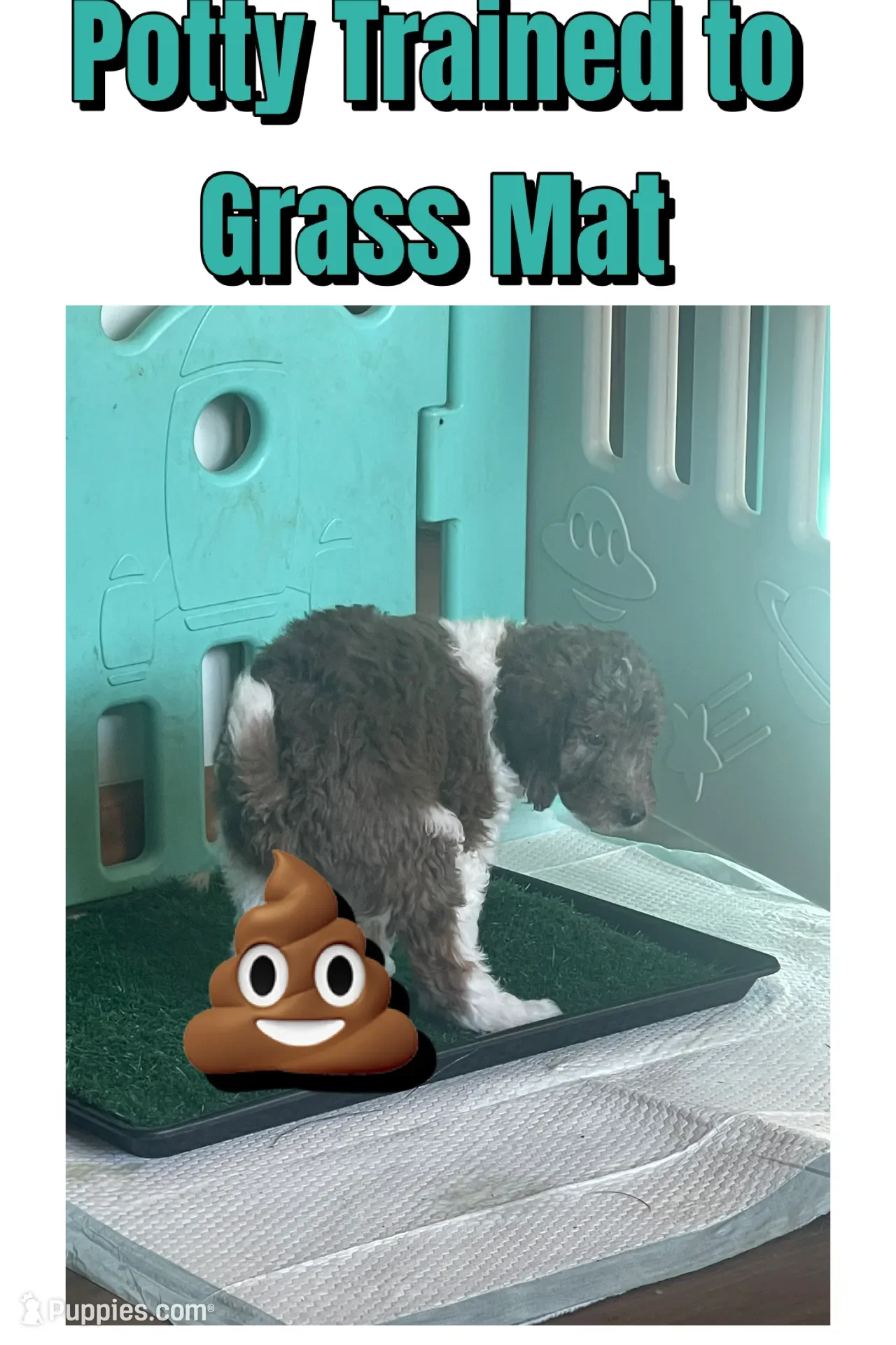 Clarice~Female~SOLD~$1,800