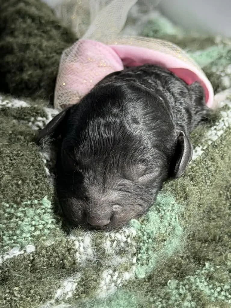 JAZZ/FEMALE/$1,800/Available