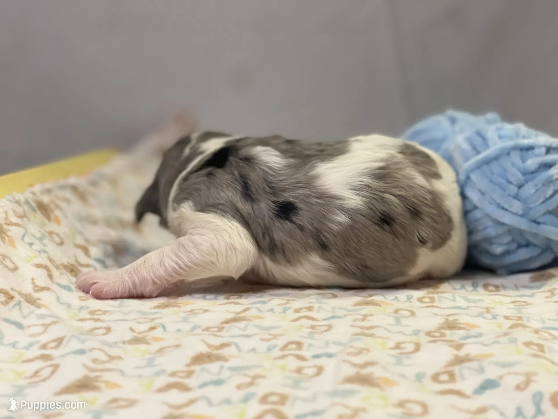 Hermey~Male~Reserved~$1,600