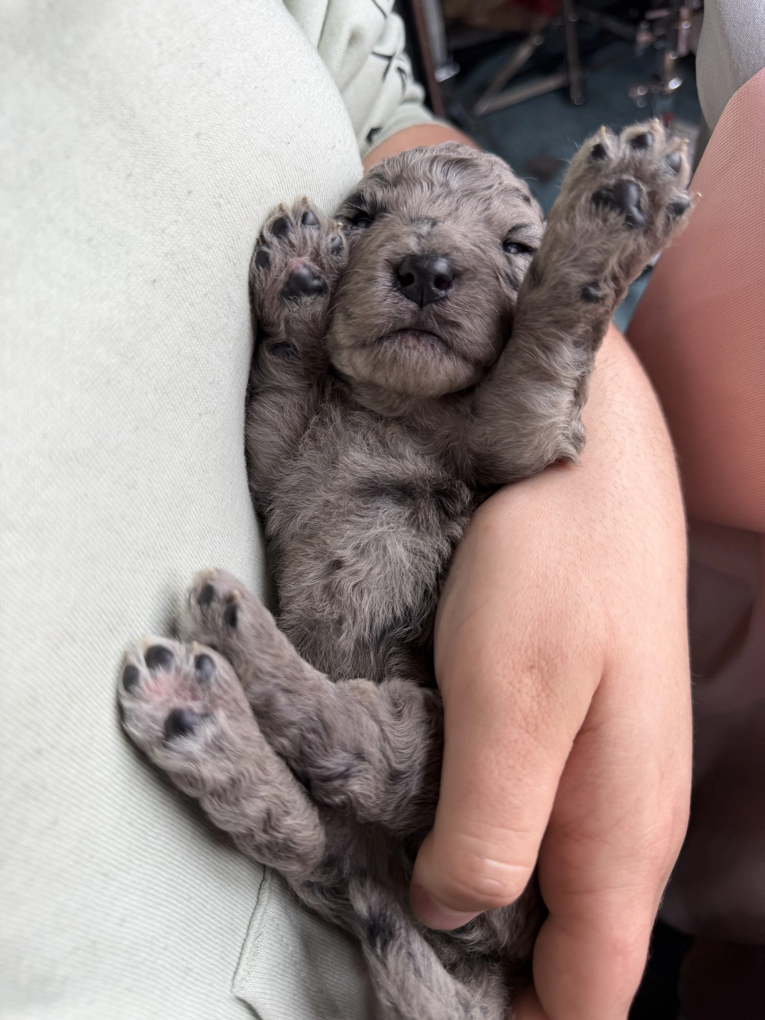 ZING/FEMALE/$2,400/Available