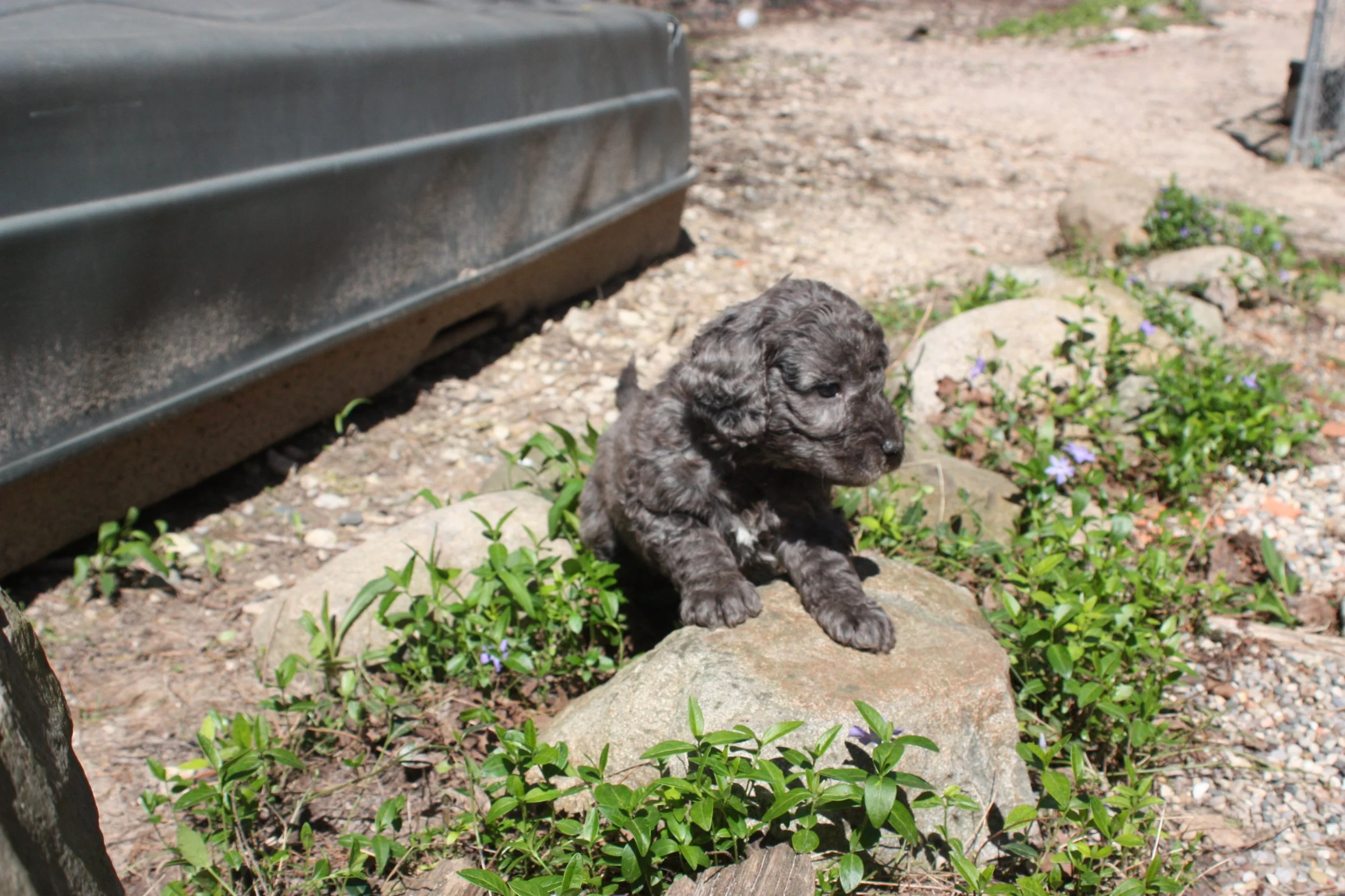 MACK/MALE/$2,400/RESERVED