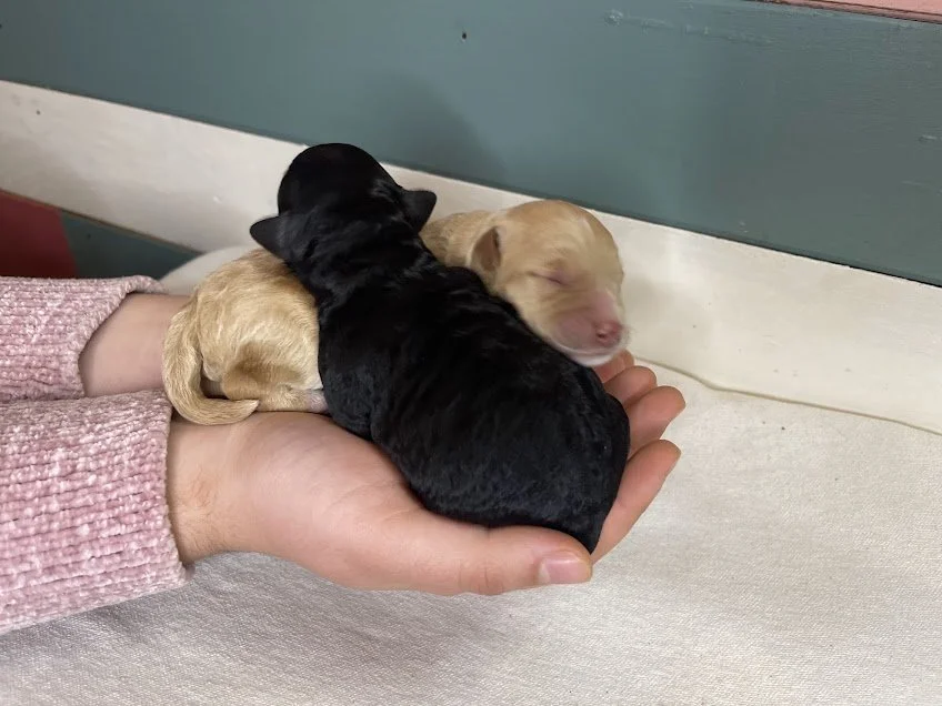 Brut~Male~Available~$1,800