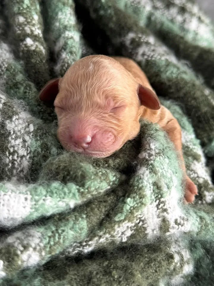 SALSA/MALE/$2,200/Available