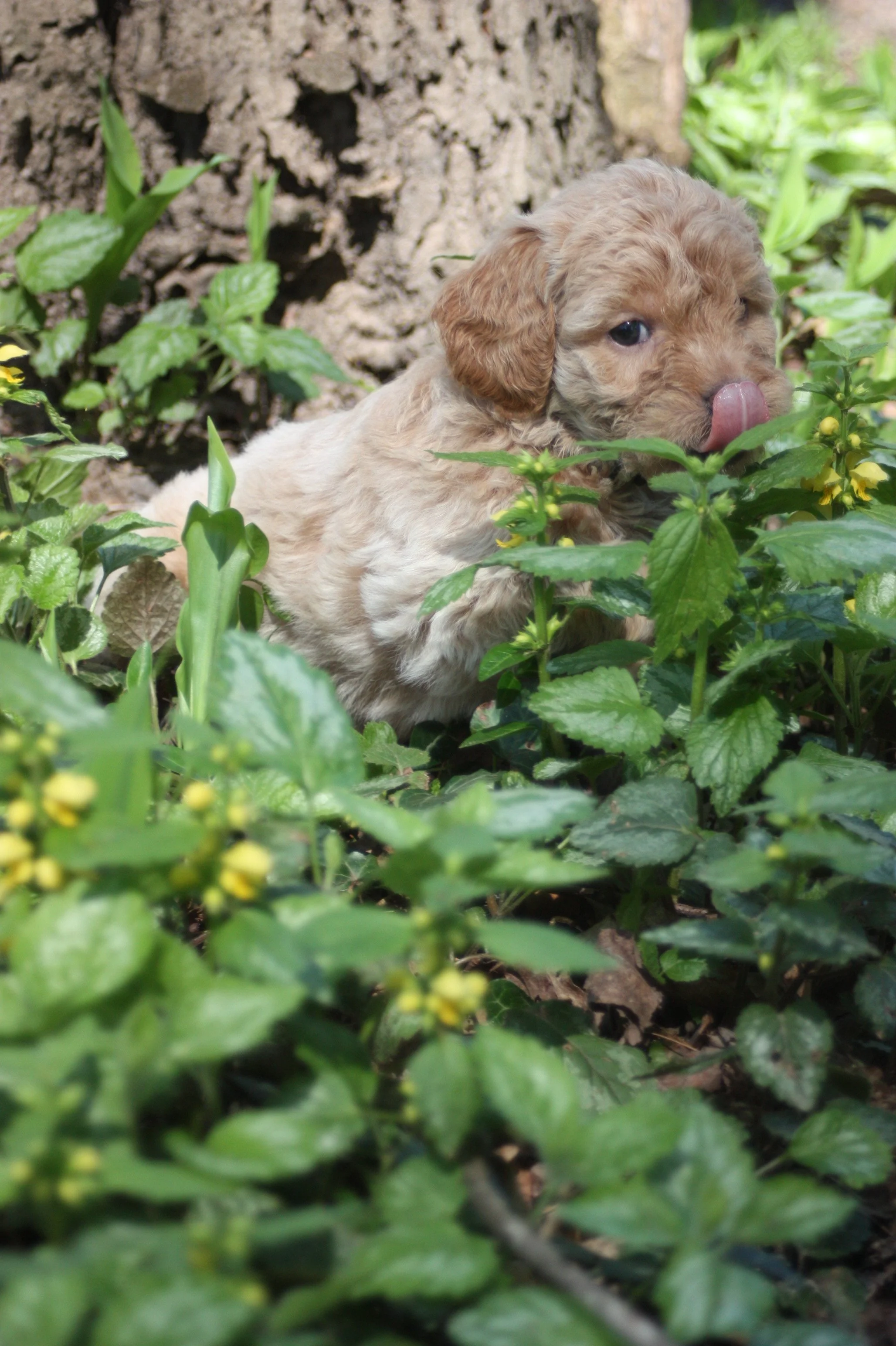 MYSTIC/FEMALE/$2,600