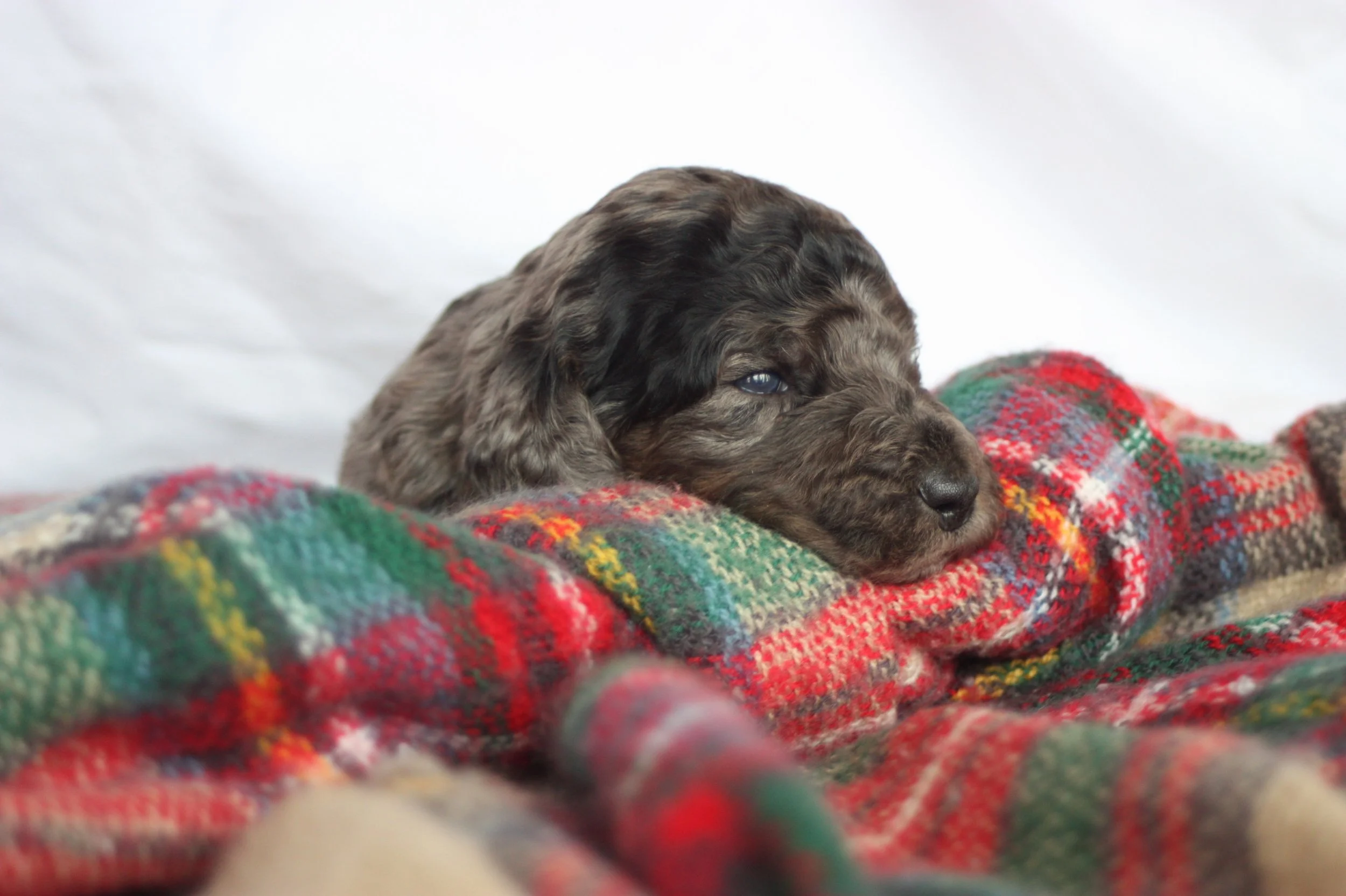 Dasher~Tri-merle~ON HOLD~$2,200