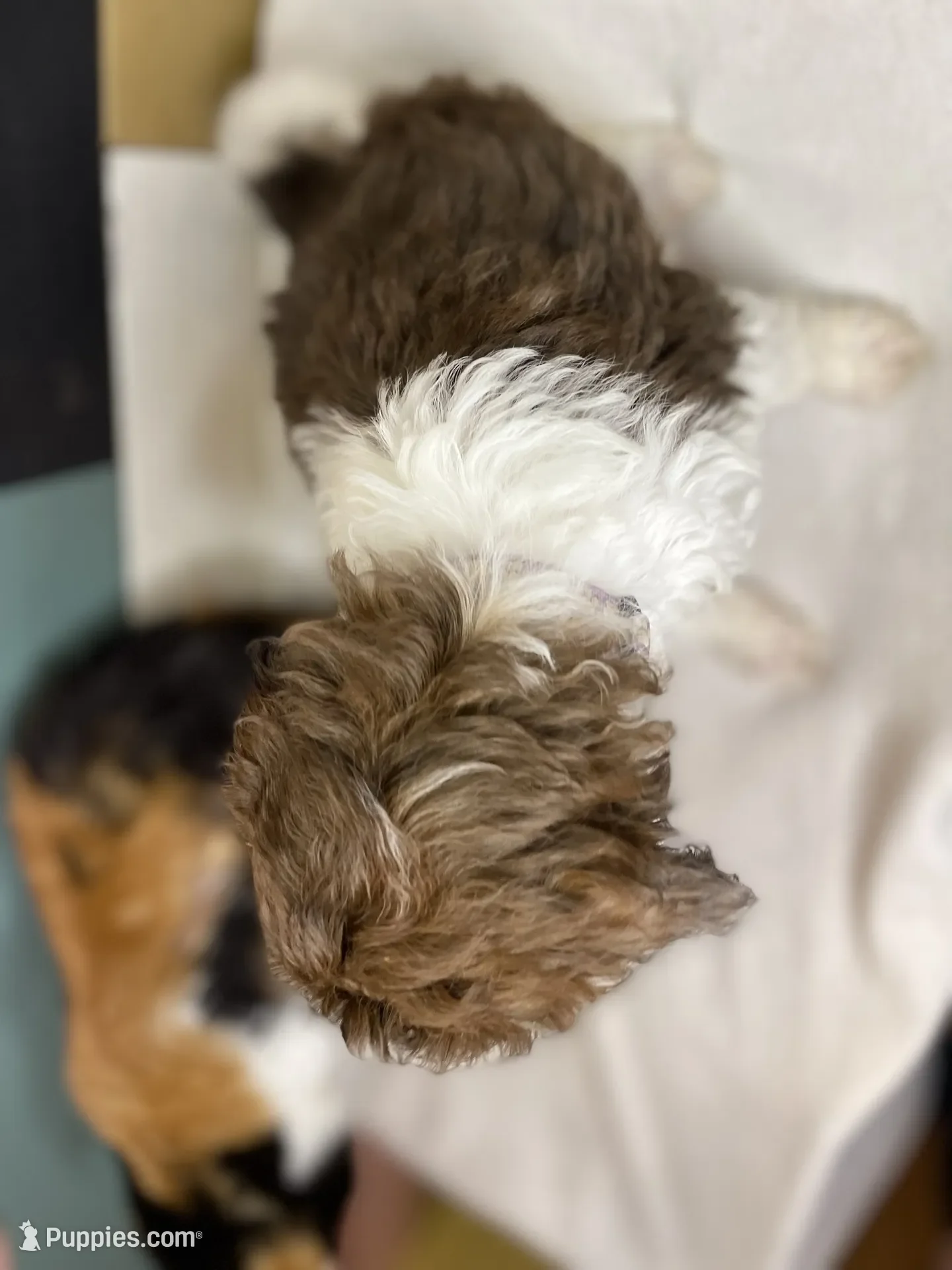 Clarice~Female~SOLD~$1,800