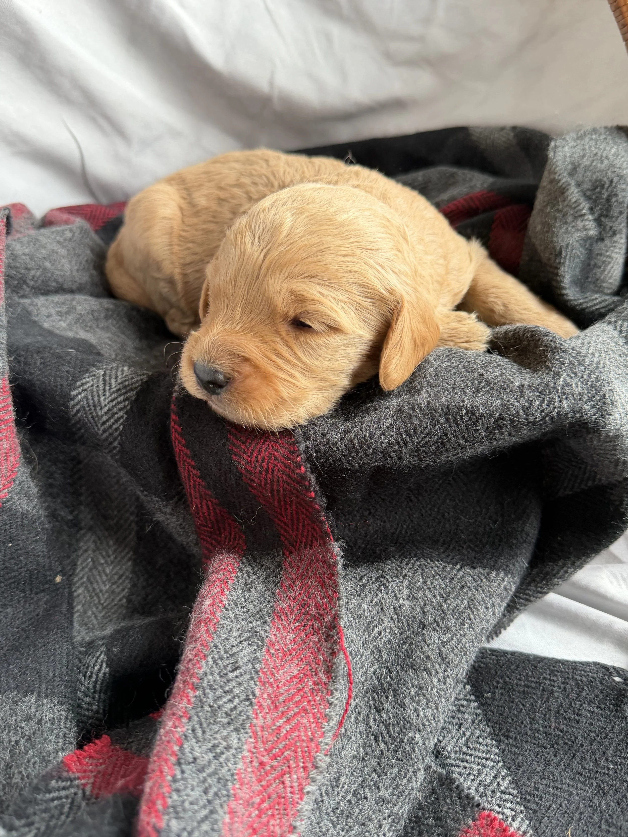 TANGO/MALE/$2,200/RESERVED