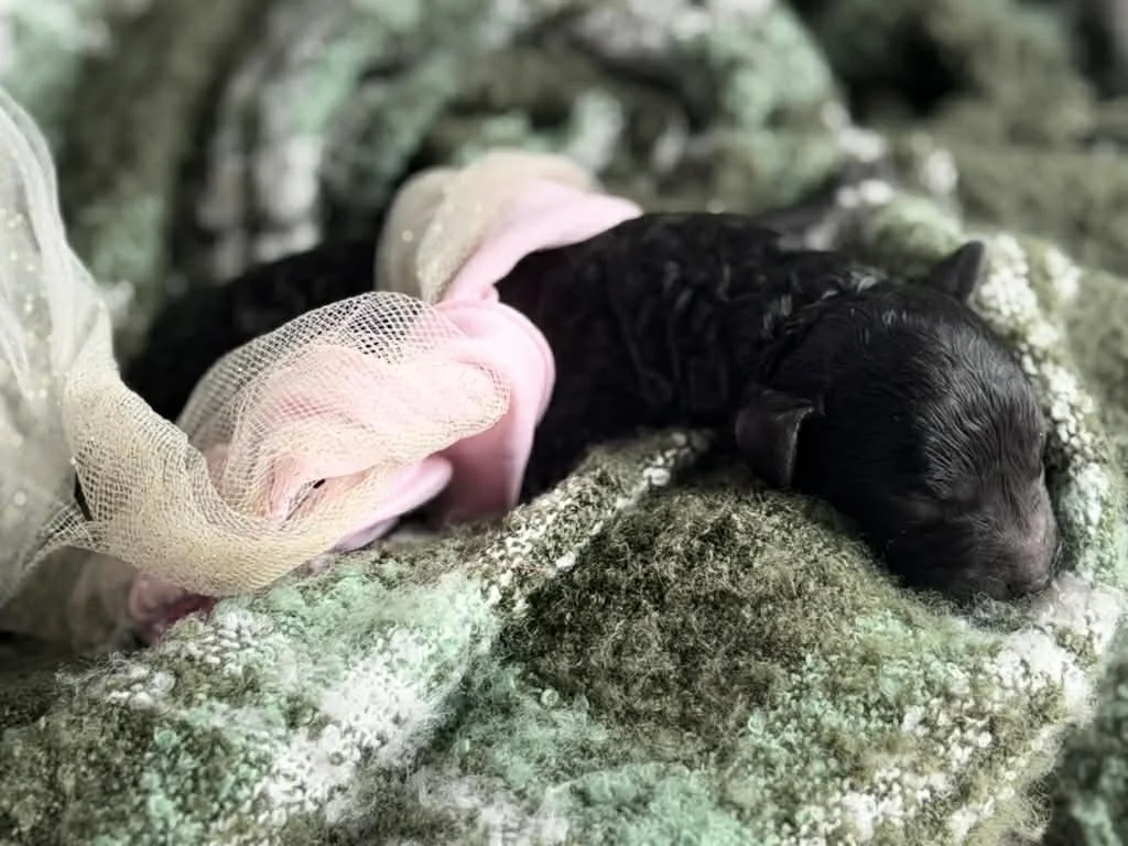 JAZZ/FEMALE/$1,800/Available