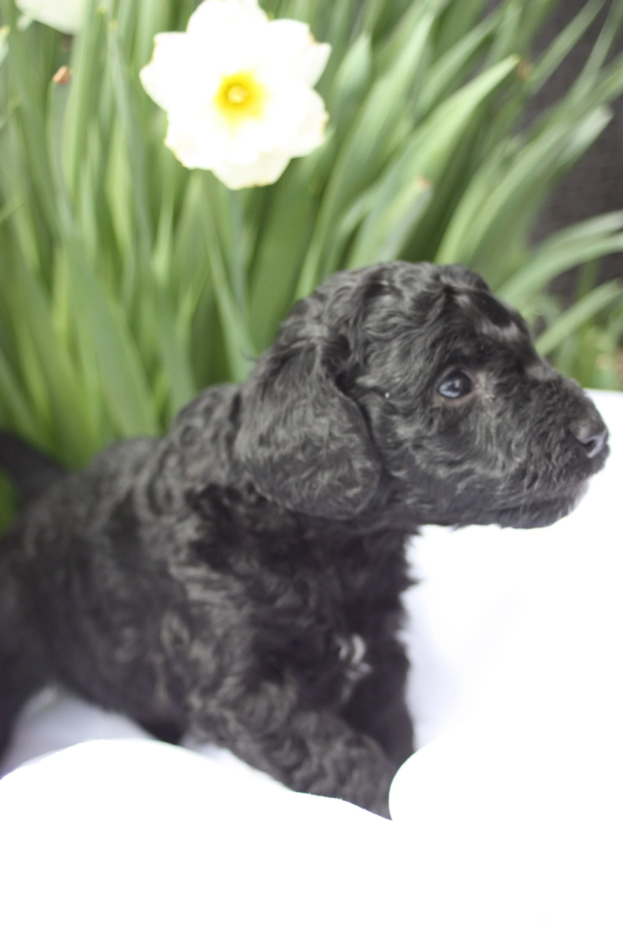 JAZZ/FEMALE/$1,800/Available