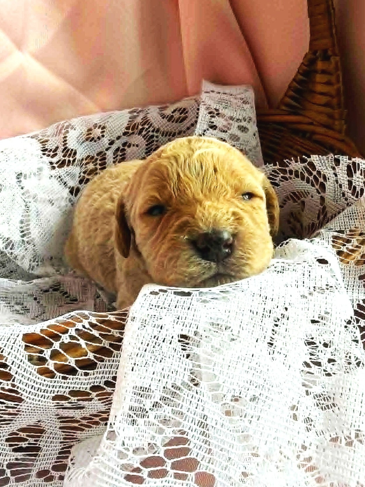 MYSTIC/FEMALE/$2,600