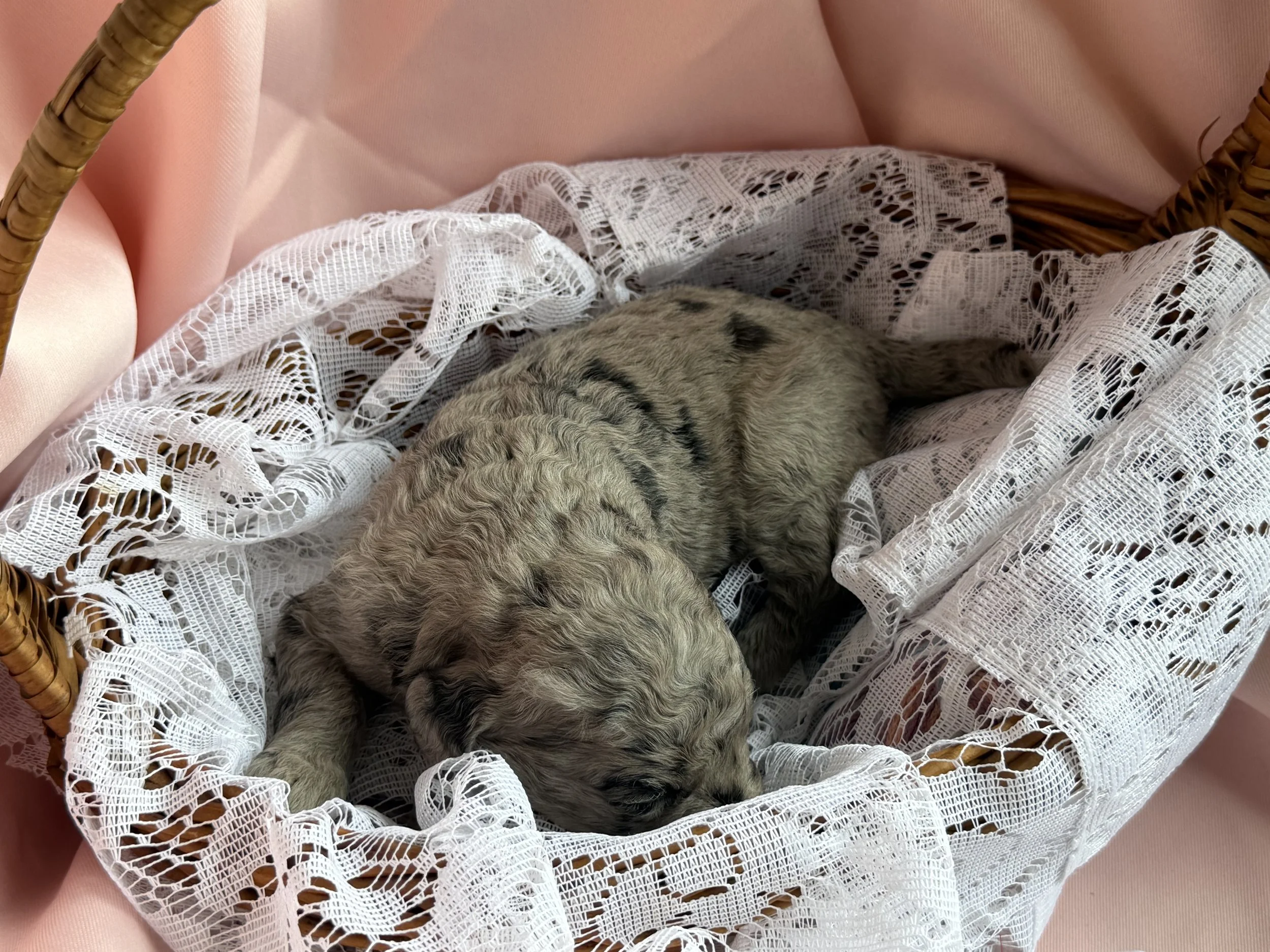 ZING/FEMALE/$2,400/Available