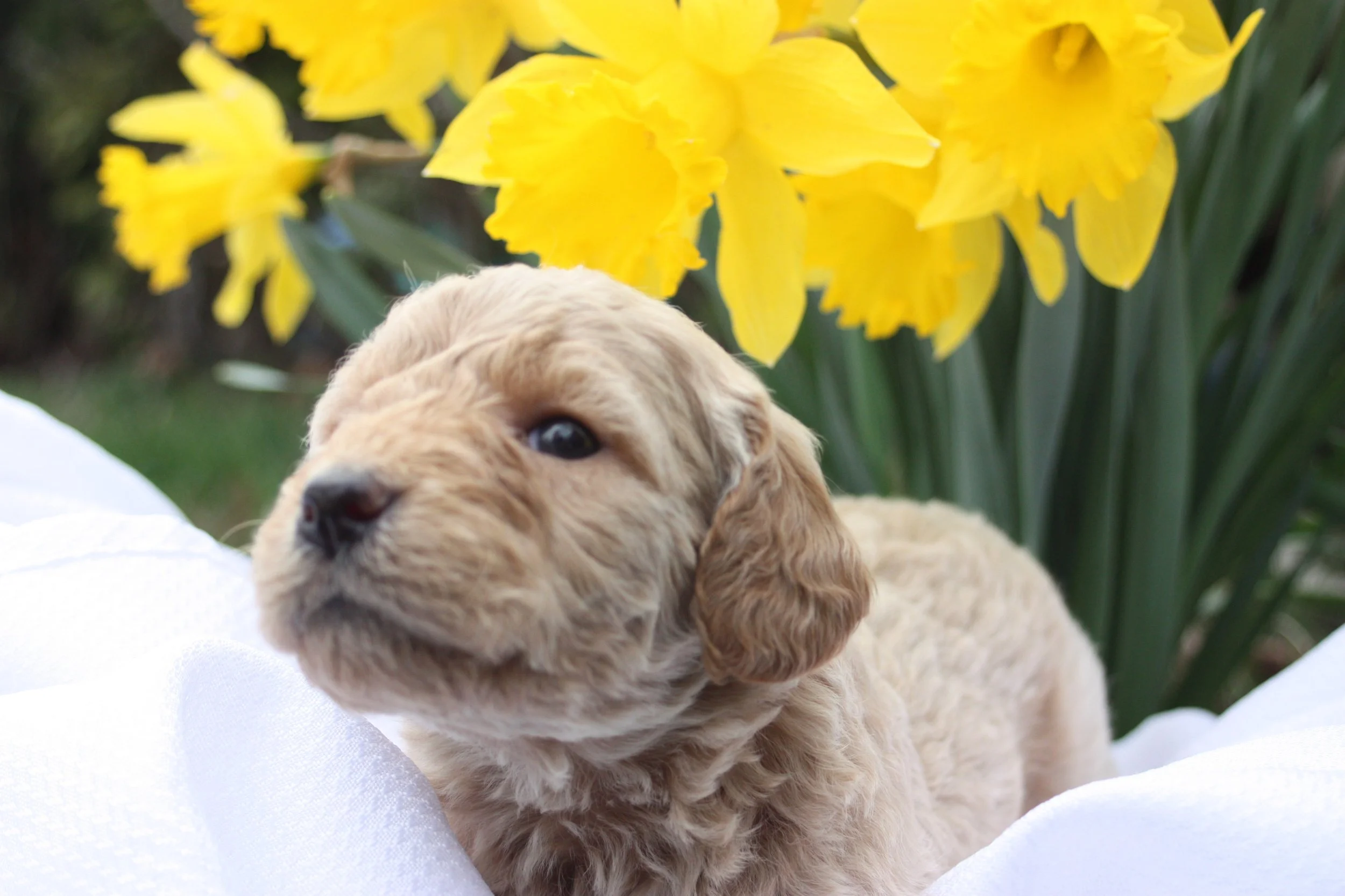 MYSTIC/FEMALE/$2,600