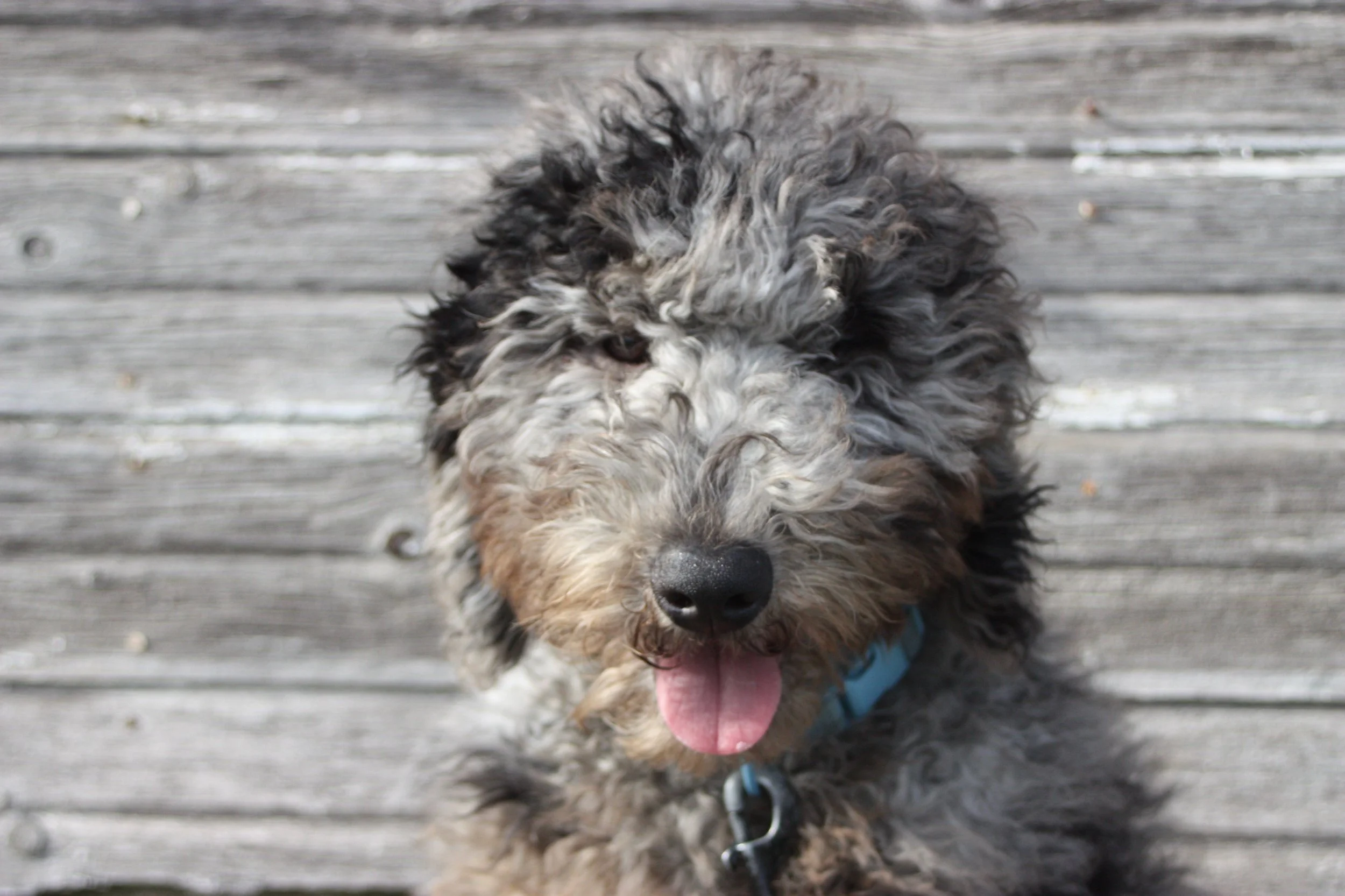 Dasher~Tri-merle~Available~$2,500