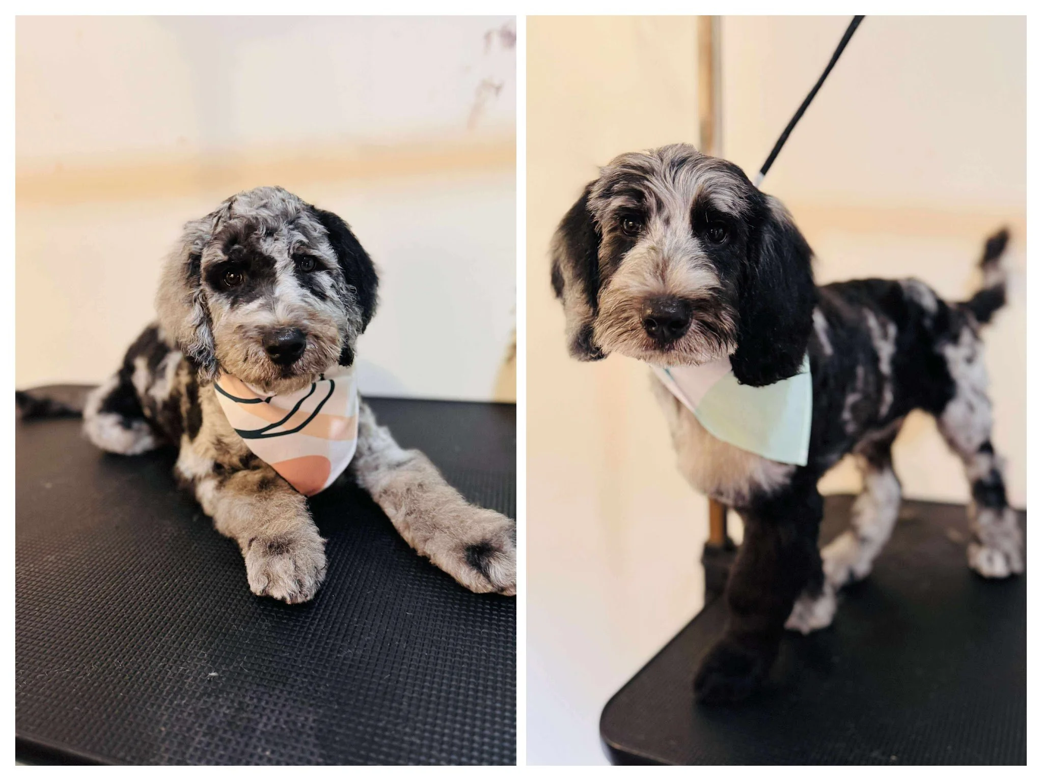 Two pictures of adorable puppies with black, gray, and white fur, both wearing bandanas, on grooming tables. The puppy on the left is lying down, looking at the camera with a curious expression, while the puppy on the right is standing, also facing forward with a gentle expression.