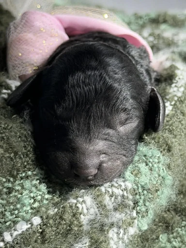 JAZZ/FEMALE/$1,800/Available