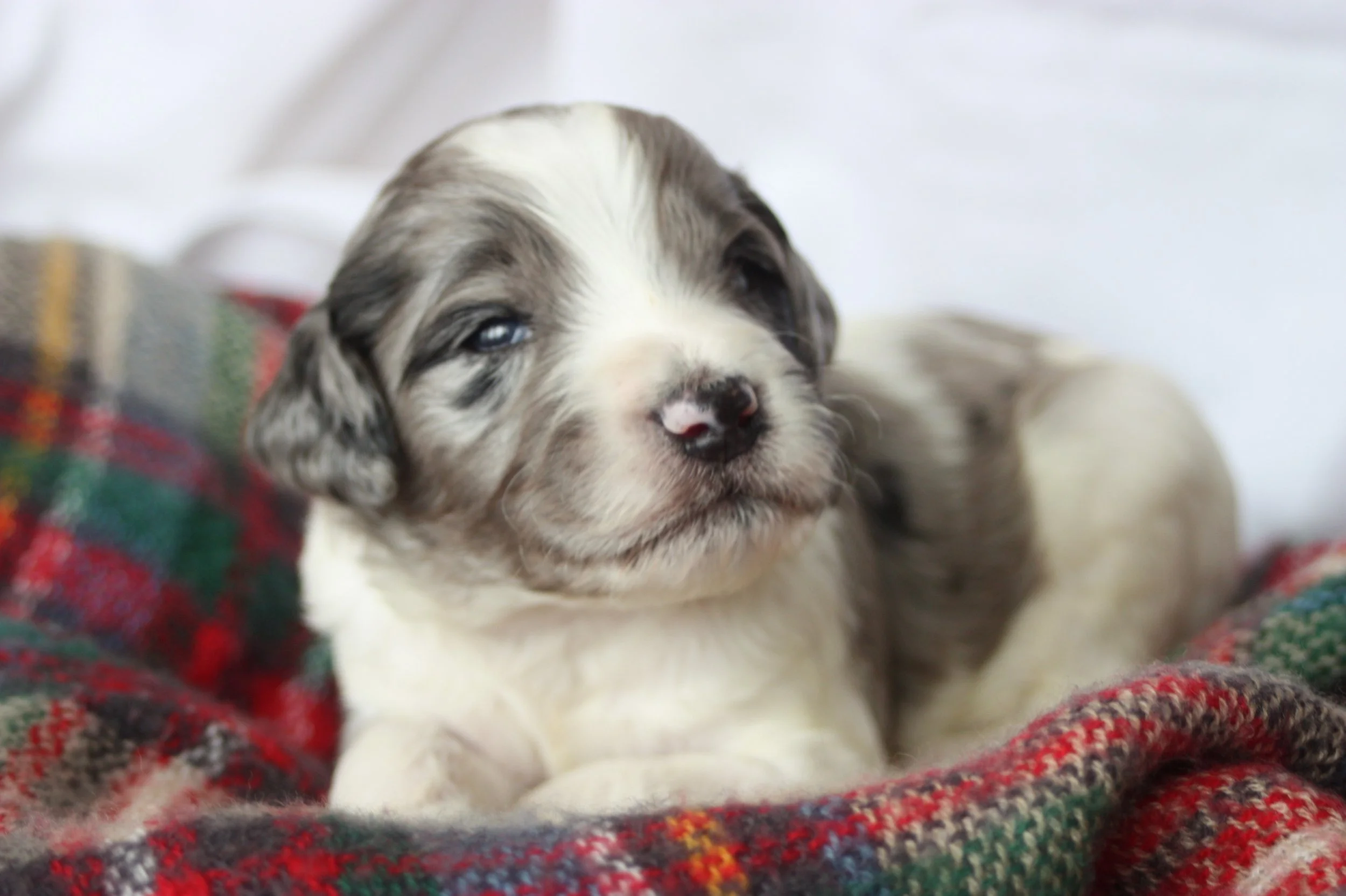 Hermey~Male~Reserved~$1,600
