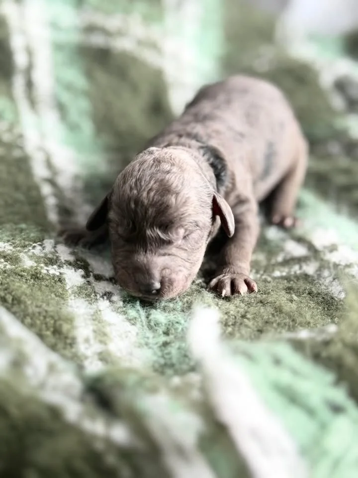 MACK/MALE/$2,400/RESERVED