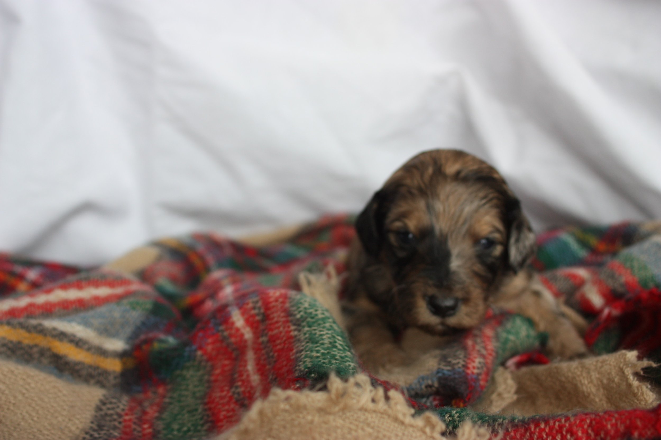 Cowboy~Sable~Sold~$1,985