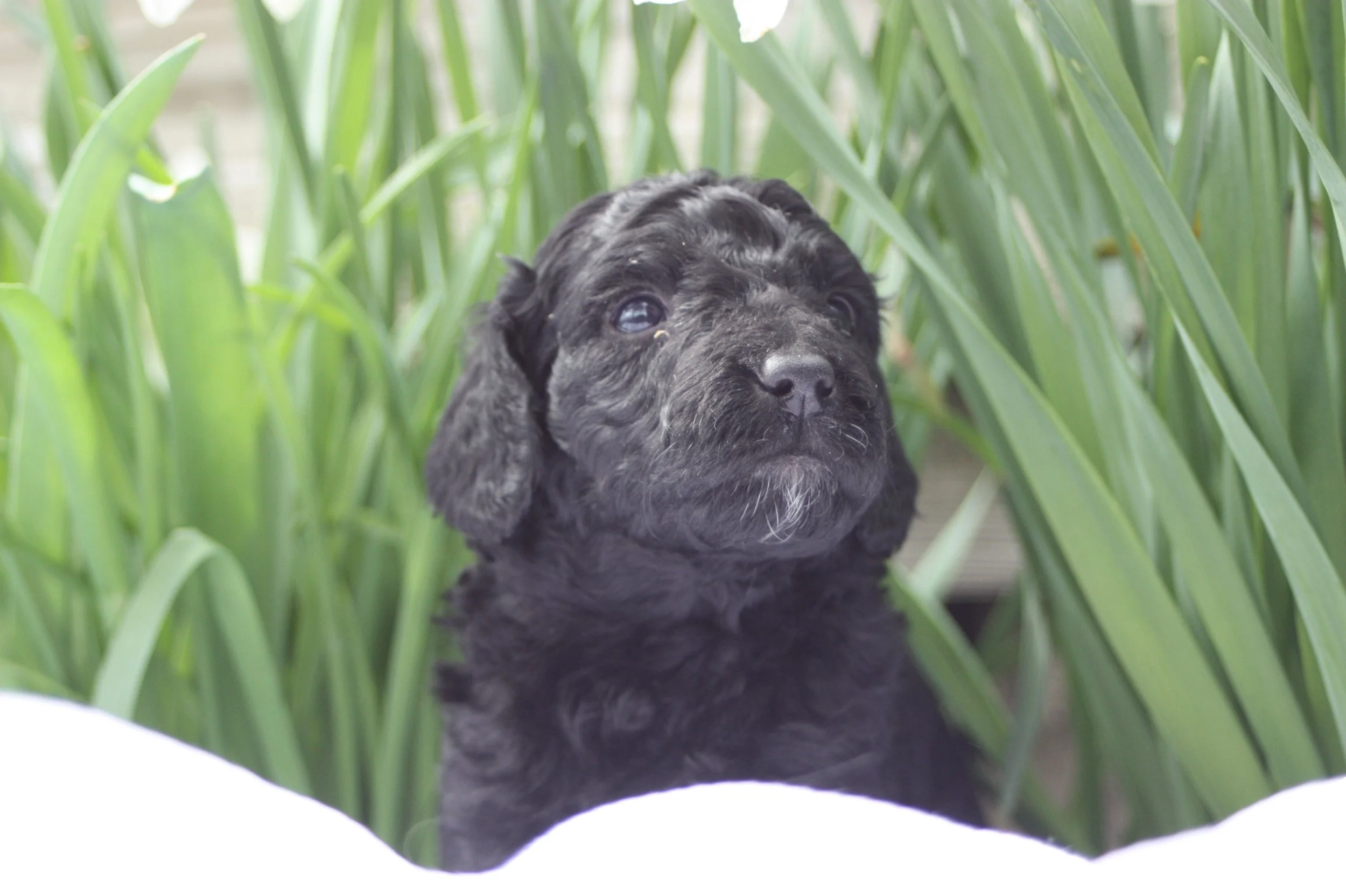 JAZZ/FEMALE/$1,800/Available