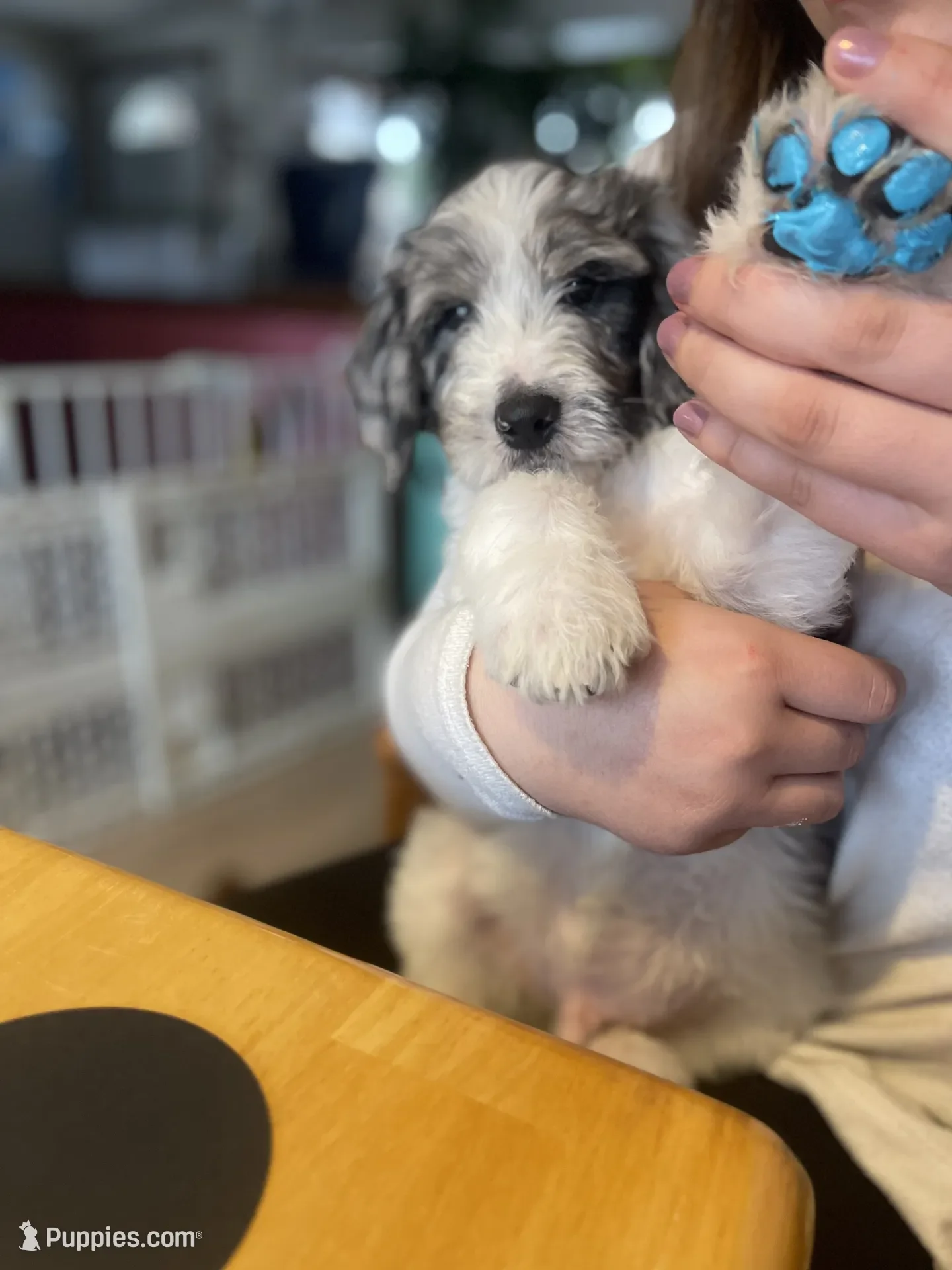 Hermey~Male~Reserved~$1,600