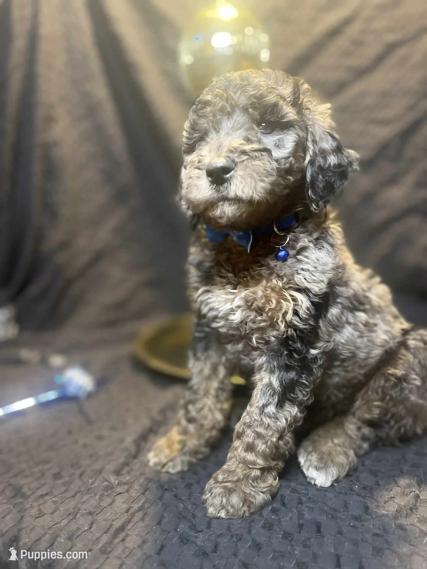 Dasher~Tri-merle~ON HOLD~$2,200