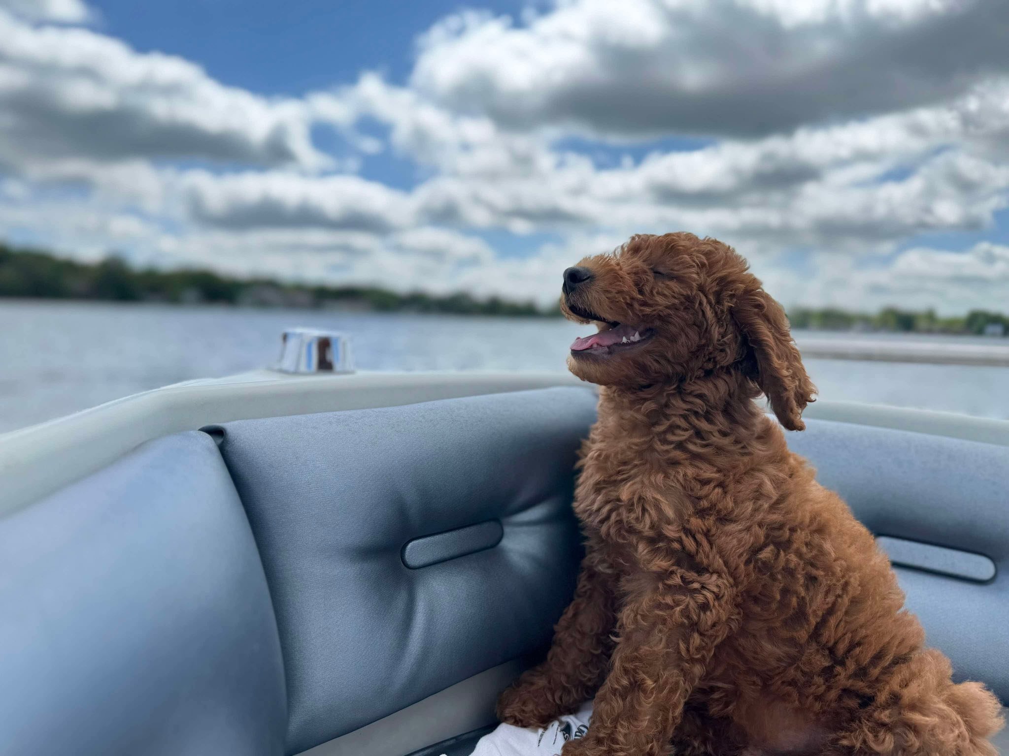 A brown goldendoodle puppy with wavey fur sitting on a boat seat, looking happily to the side with a lake and cloudy sky in the background.