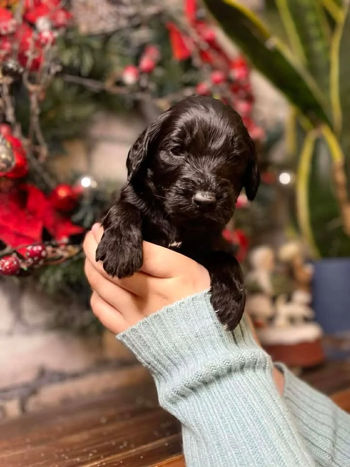 Humble~Male~Reserved~$1,800