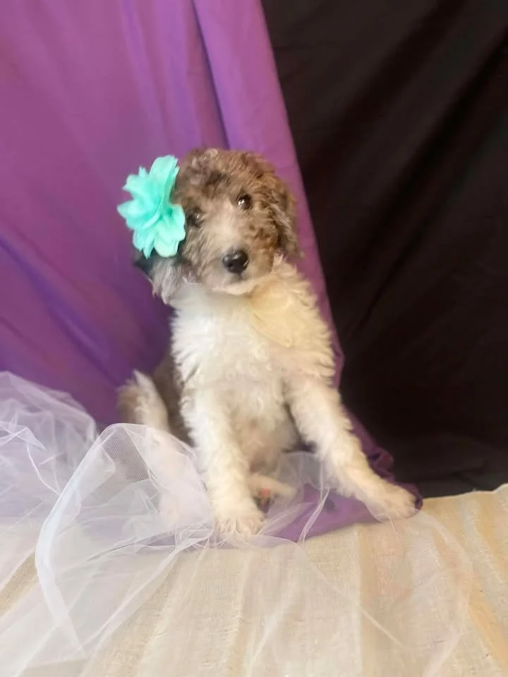 Clarice~Female~SOLD~$1,800