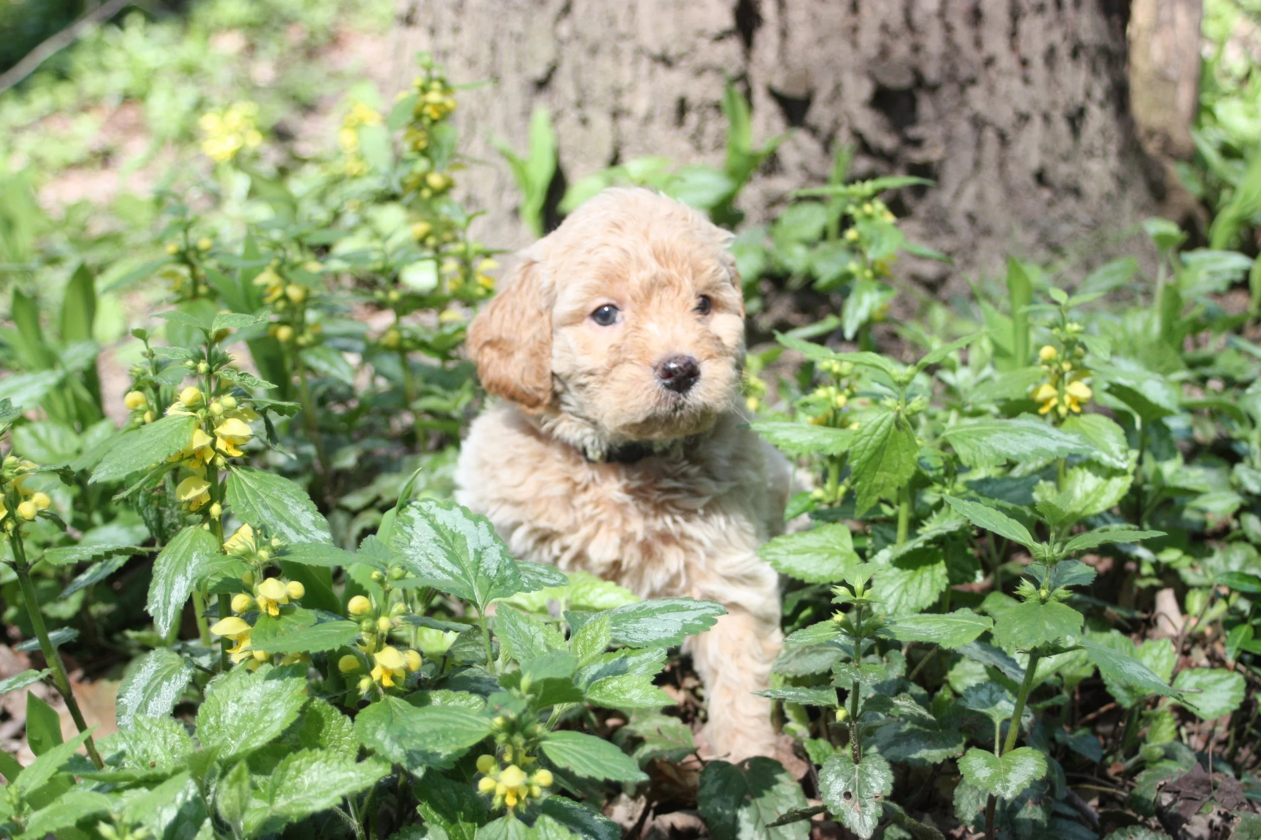 MYSTIC/FEMALE/$2,600