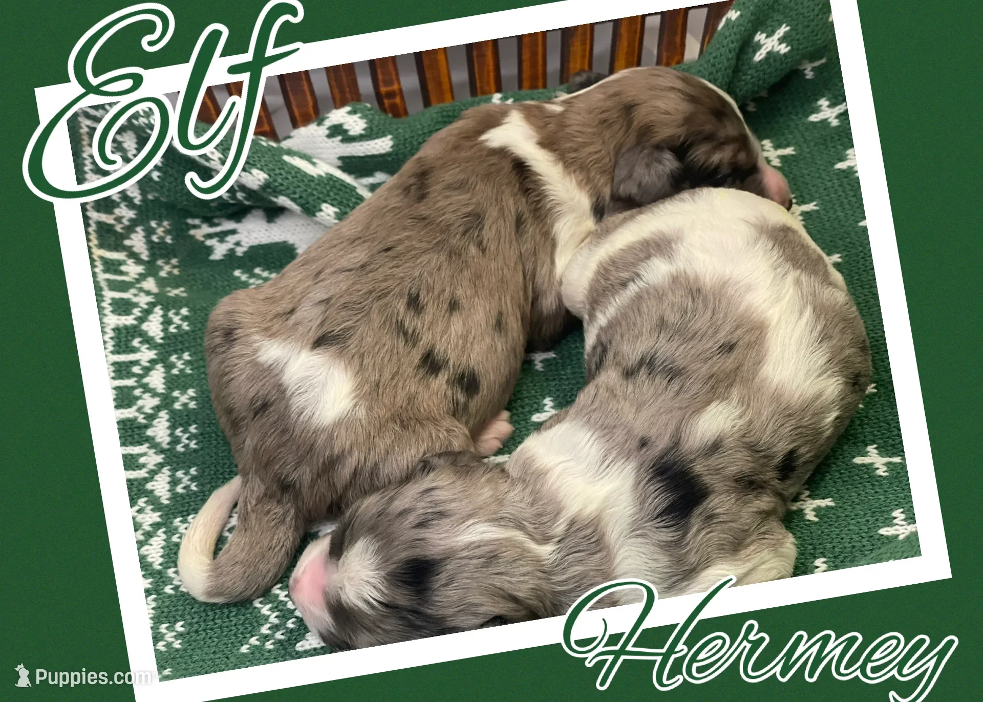 Hermey~Male~Reserved~$1,600