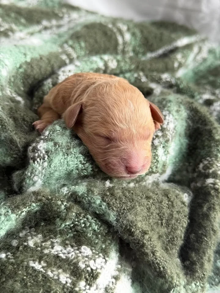 SALSA/MALE/$2,200/Available