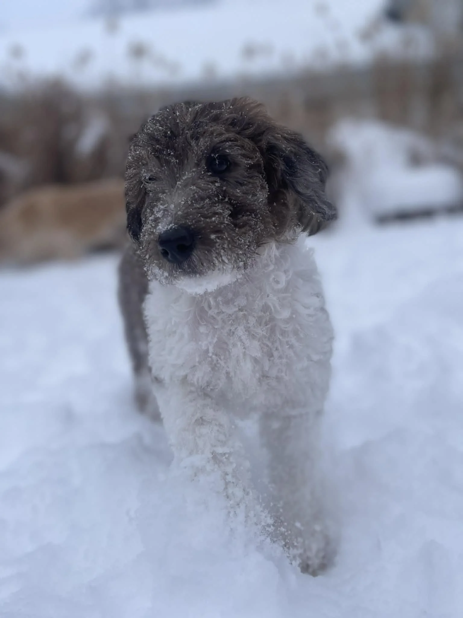 Clarice~Female~SOLD~$1,800