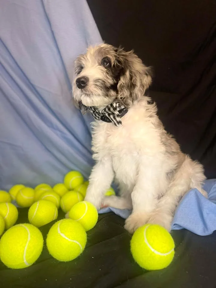 Hermey~Male~Reserved~$1,600
