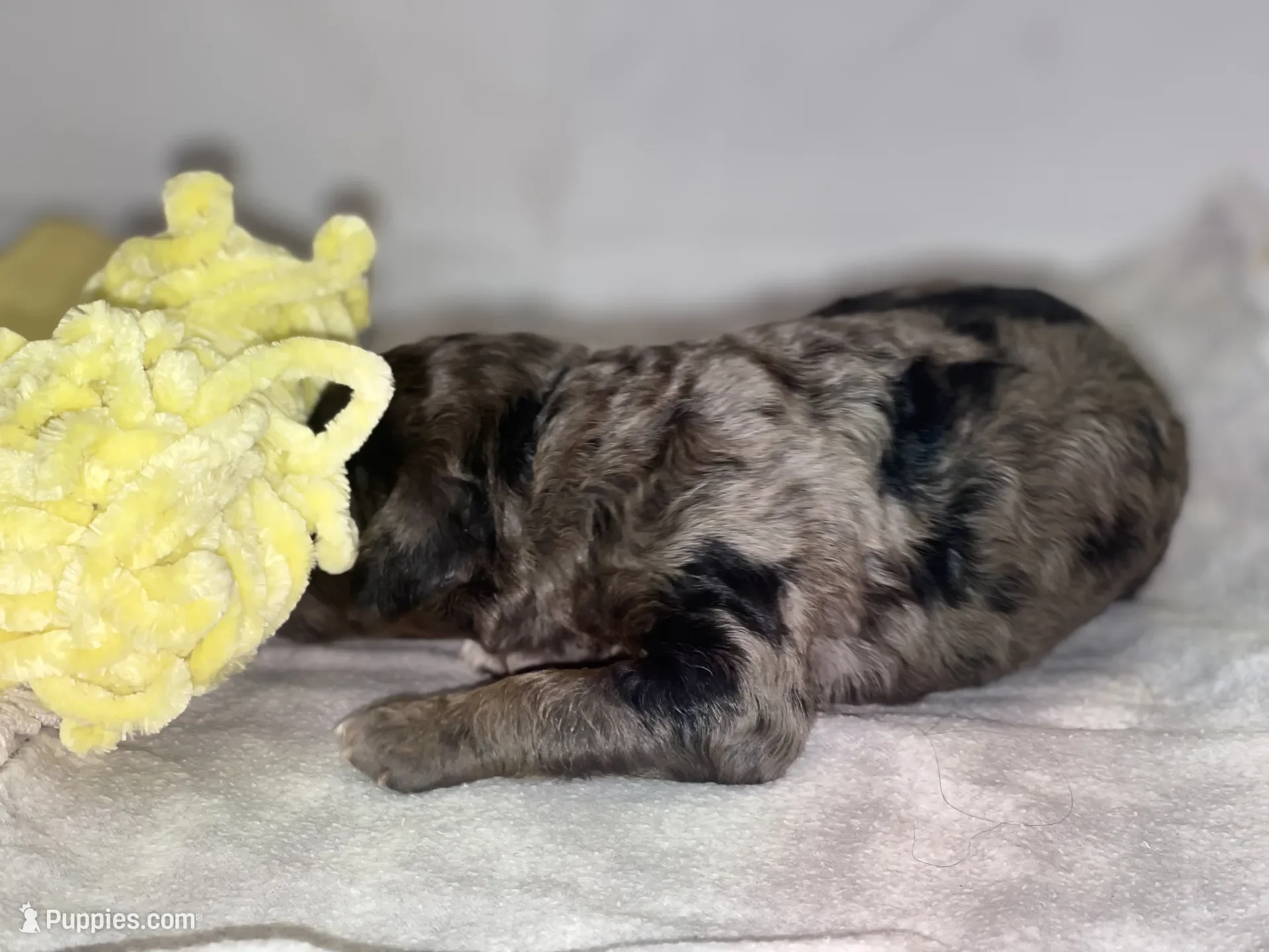 Dasher~Tri-merle~ON HOLD~$2,200