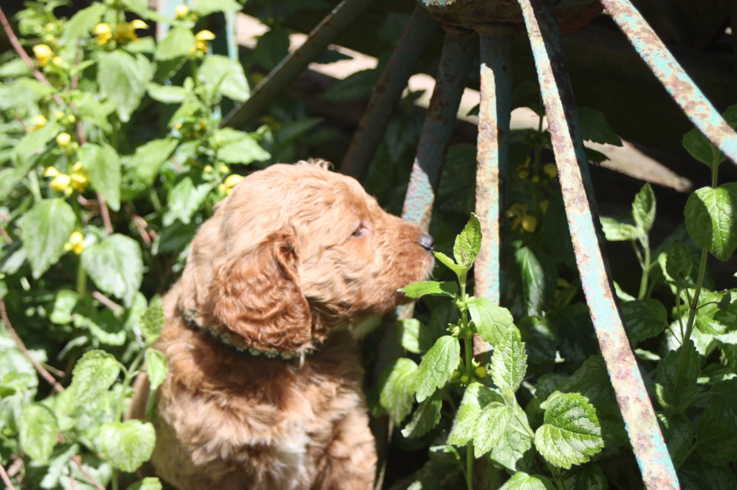 SALSA/MALE/$2,200/Available