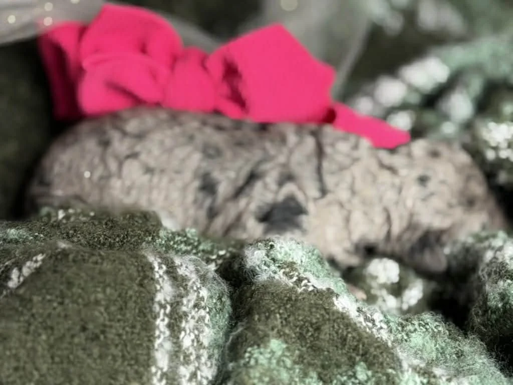 ZING/FEMALE/$2,400/Available